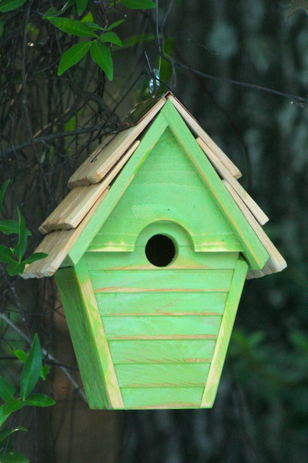 Wren-In-The-Wind - Image 7