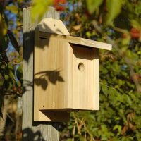 Chickadee Joy Box