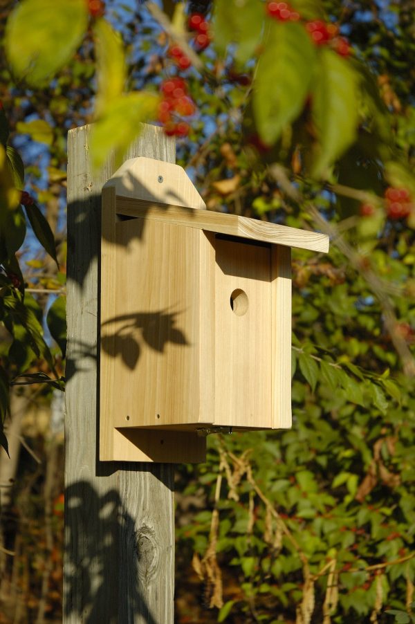 Chickadee Joy Box