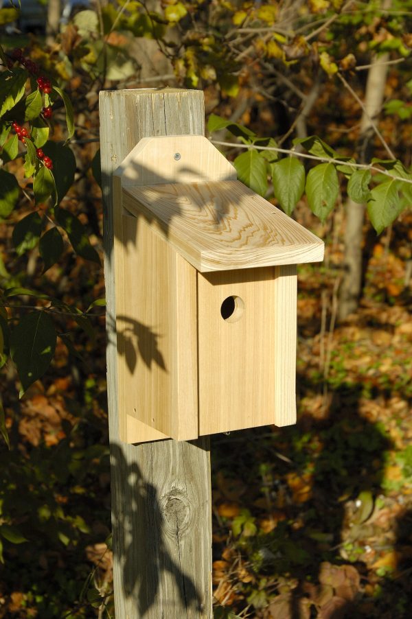 Wren Joy Box