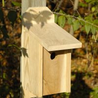 Western Bluebird Joy Box