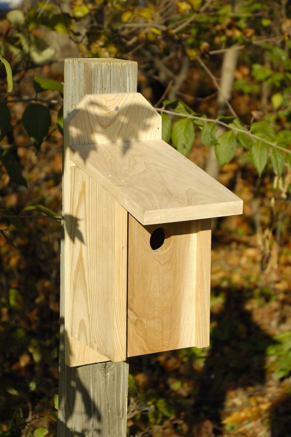 Western Bluebird Joy Box