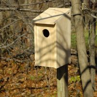 Screech Owl Joy Box