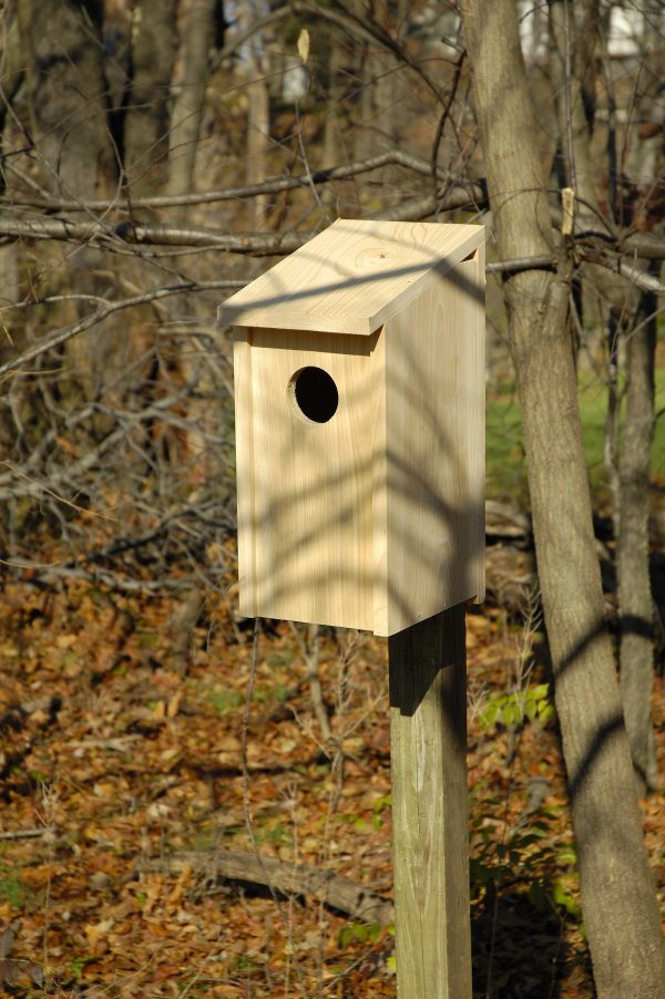 Screech Owl Joy Box